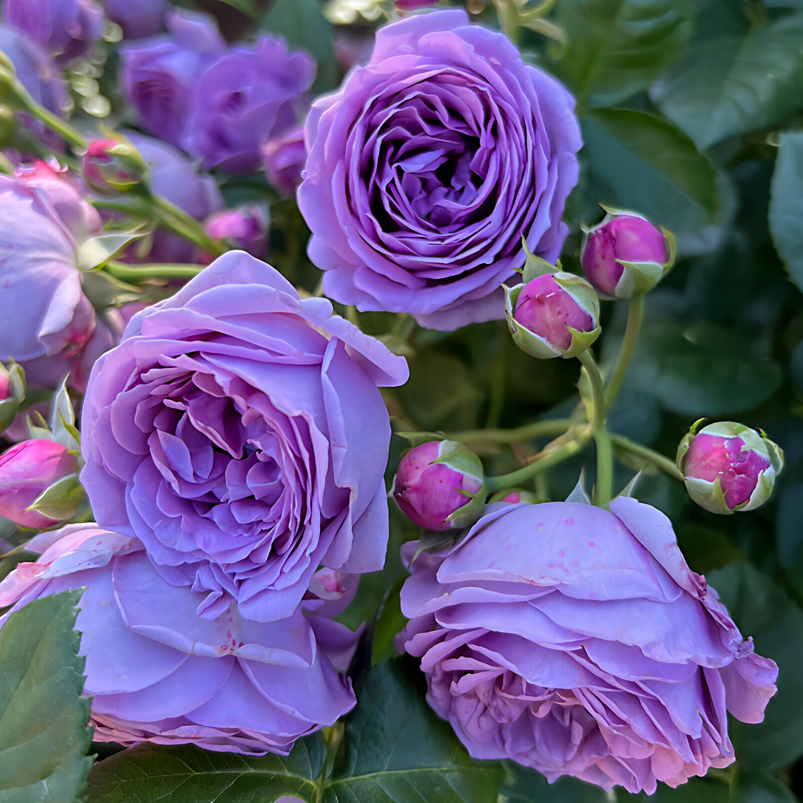 蓝色物语月季花大苗浓香庭院四季玫瑰花卉绿植物阳台盆栽大花抗病