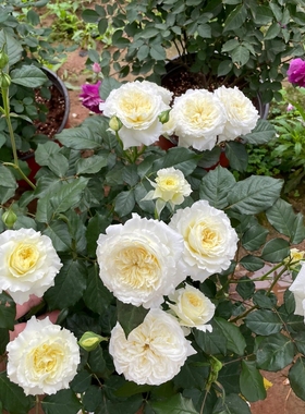 耐心月季大苗盆栽切花奶油白色奥斯汀特大花浓香月季花苗勤花品种