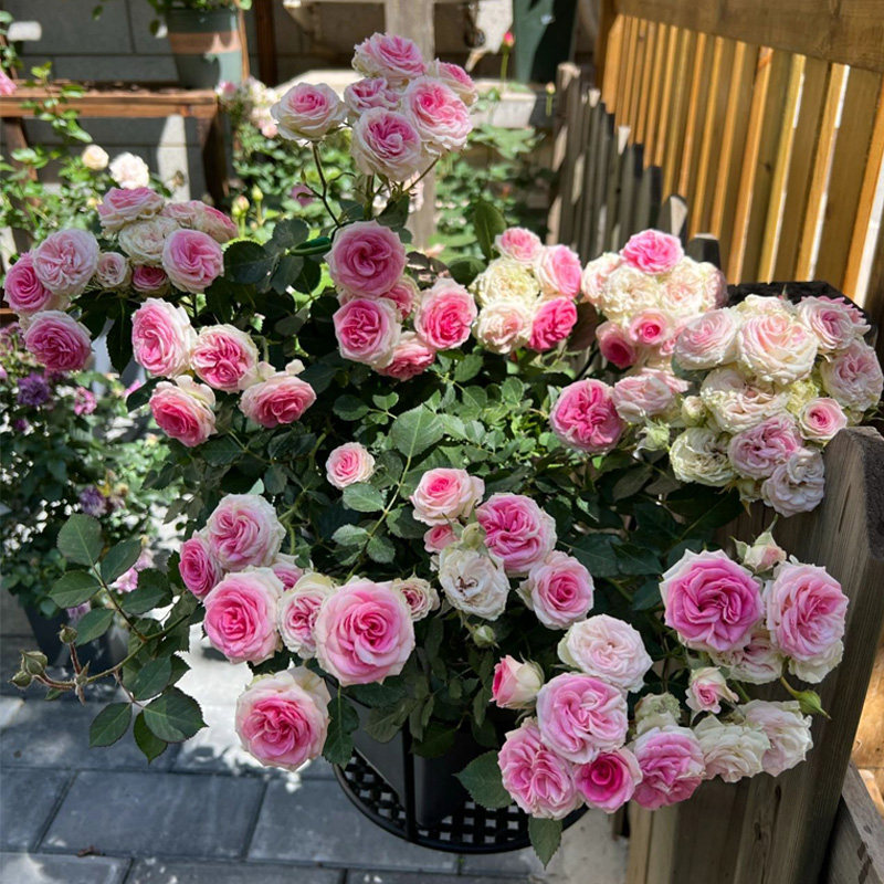 灌木小伊甸园月季花大苗盆栽灌小伊多头浅粉色四季开阳台花园植物