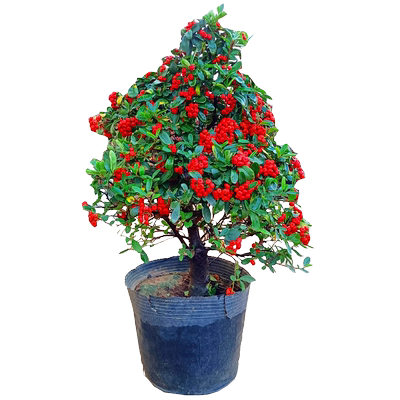 火棘盆栽吉祥喜庆果寓意红红火火