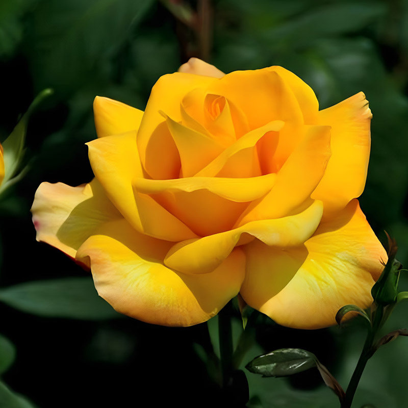 金奖章阳台大花浓香月季花苗别墅四季观花植物盆栽花园玫瑰花大苗,鲜花速递/花卉仿真/绿植园艺,月季/蔷薇/玫瑰,淘宝优惠券,粉丝福利购,淘宝优惠卷