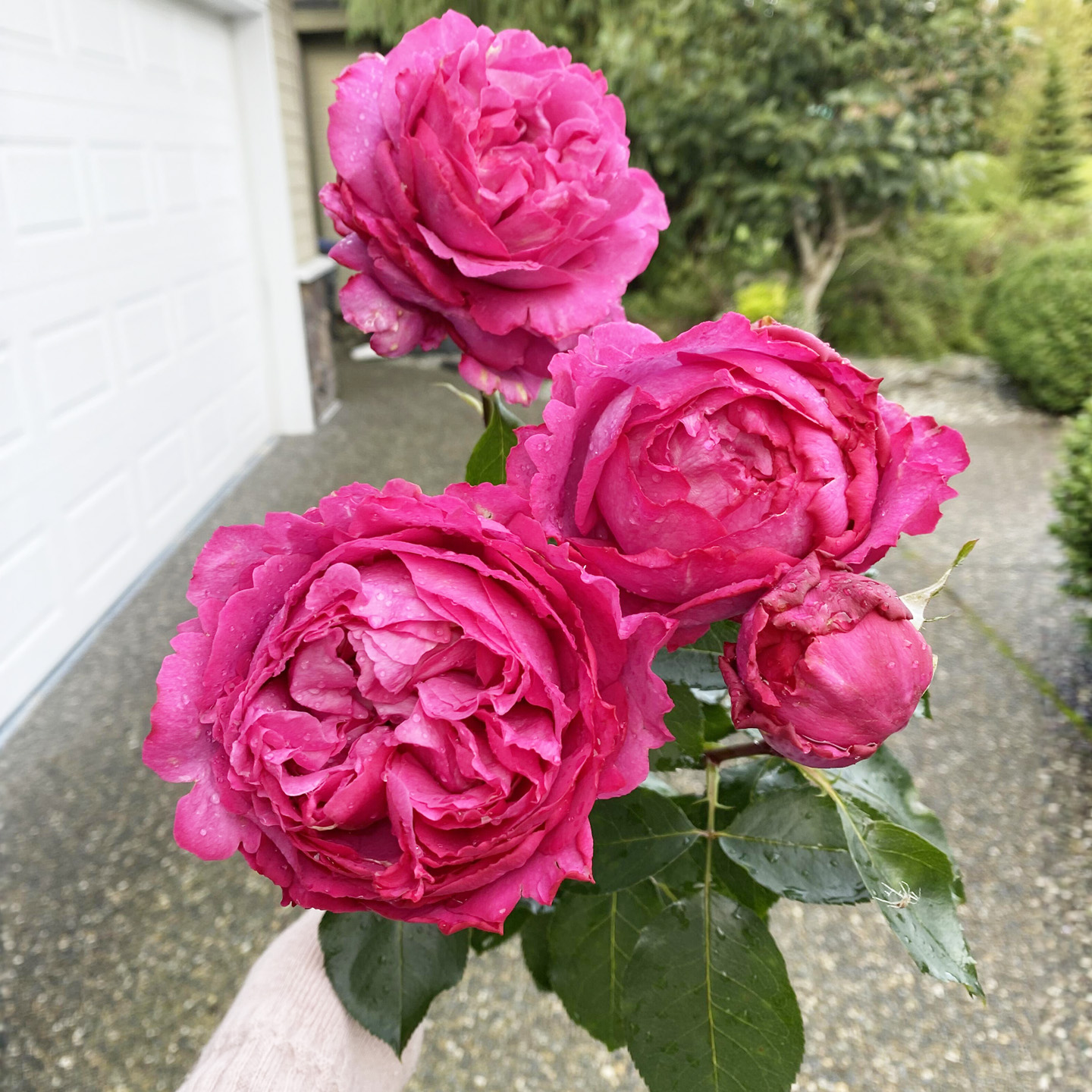 伊芙胭脂香水月季大苗特大花浓香