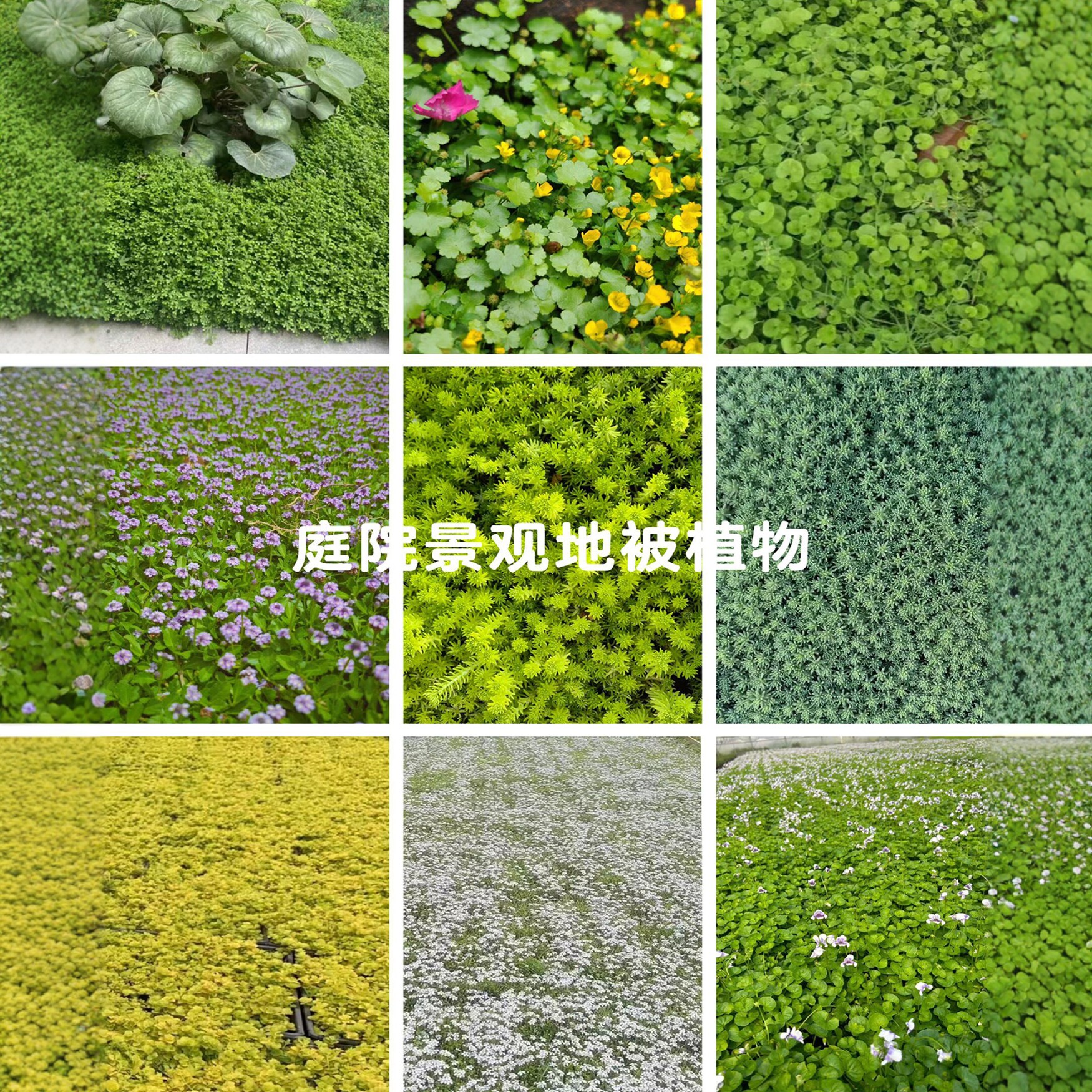 花园庭院景观地被覆盖铺地绿植物图片