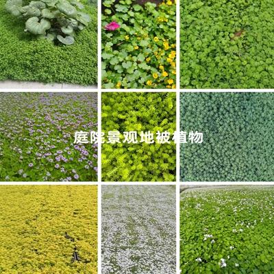 花园庭院景观地被覆盖铺地绿植物