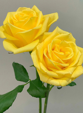 苏格兰黄油切花月季苗盆栽阳台庭院花朵杯状金黄色大花玫瑰多季开