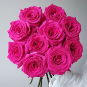 弗洛伊德玫瑰花大苗盆栽桃红色大花四季 切花月季 阳台庭院花卉绿植