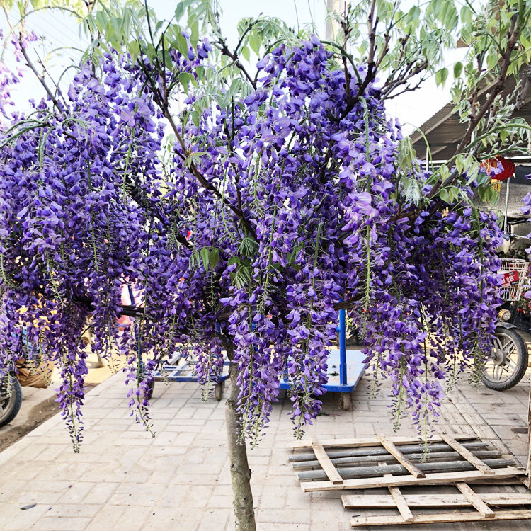 多花紫藤花苗盆栽藤本爬藤植物紫水晶蓝月亮浓香紫藤树盆景紫藤萝