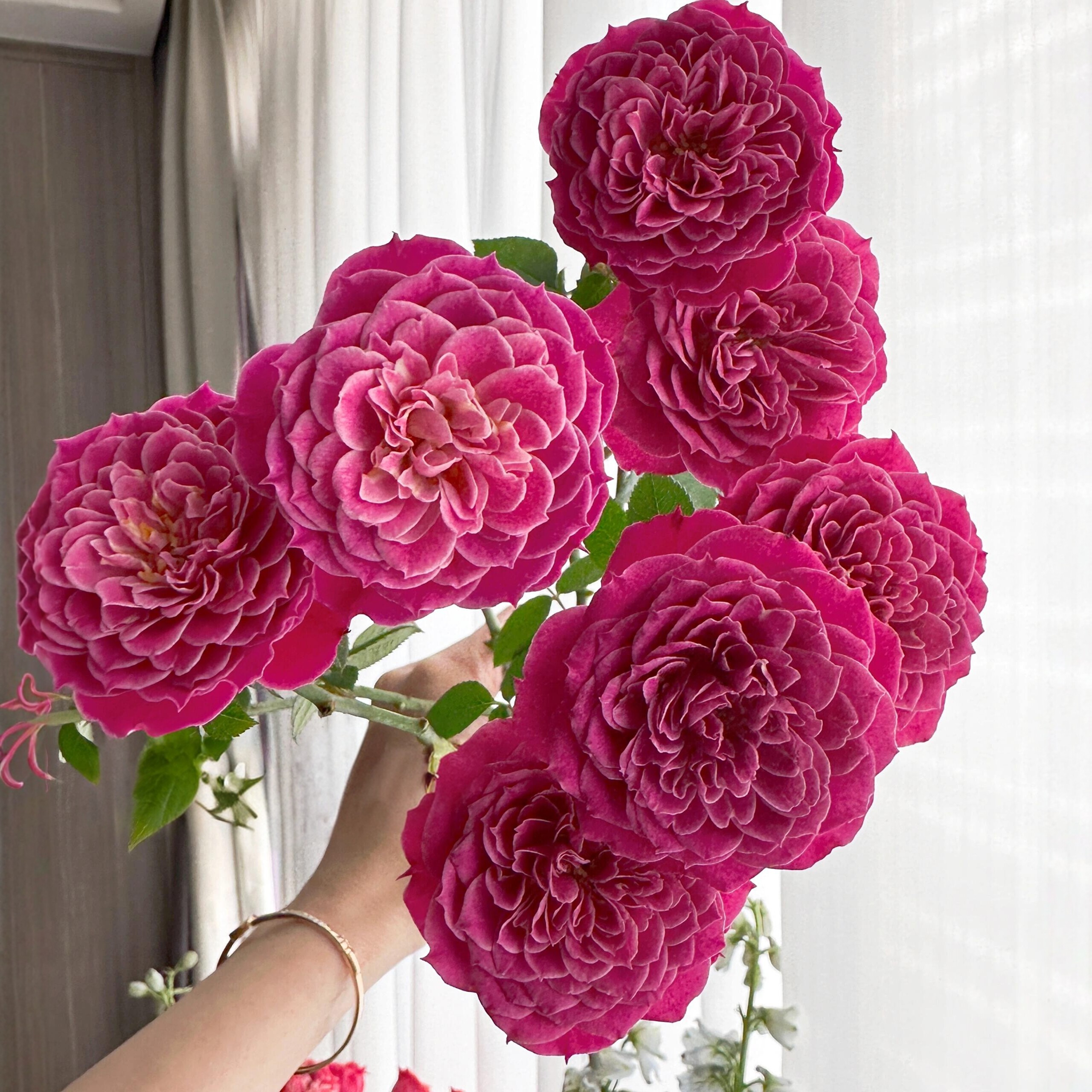 马里奥塔月季花大苗微型丰花植株矮小庭院阳台花卉观花玫瑰花盆栽