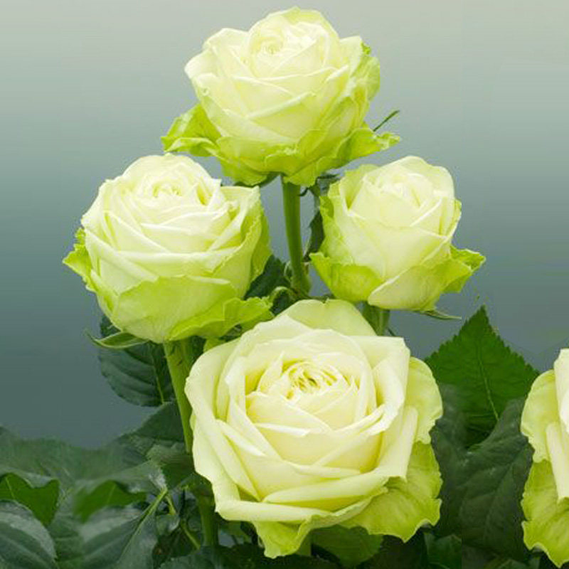 浪漫格林绿色月季花大苗盆栽抗病能力表现很强适合阳台庭院等四季