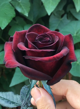 黑魔术暗红色玫瑰花大苗大花浓香阳台庭院四季花卉植物月季花盆栽