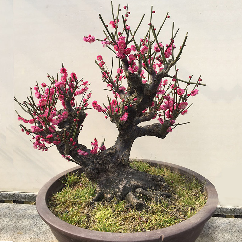 红梅花树苗盆景骨里红绿梅腊梅花老桩庭院阳台冬季开浓香花卉植物