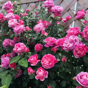 花大苗盆栽濃香大花庭院薔薇花苗爬藤四季 伊蕾莎斯特藤本月季 花卉