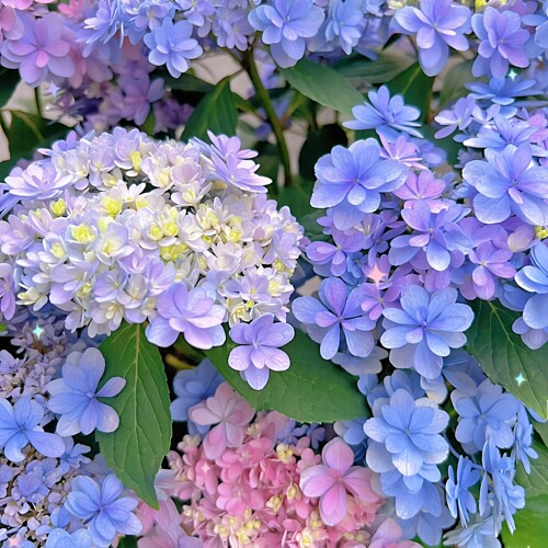 佳澄绣球庭院阳台品种植物八仙花