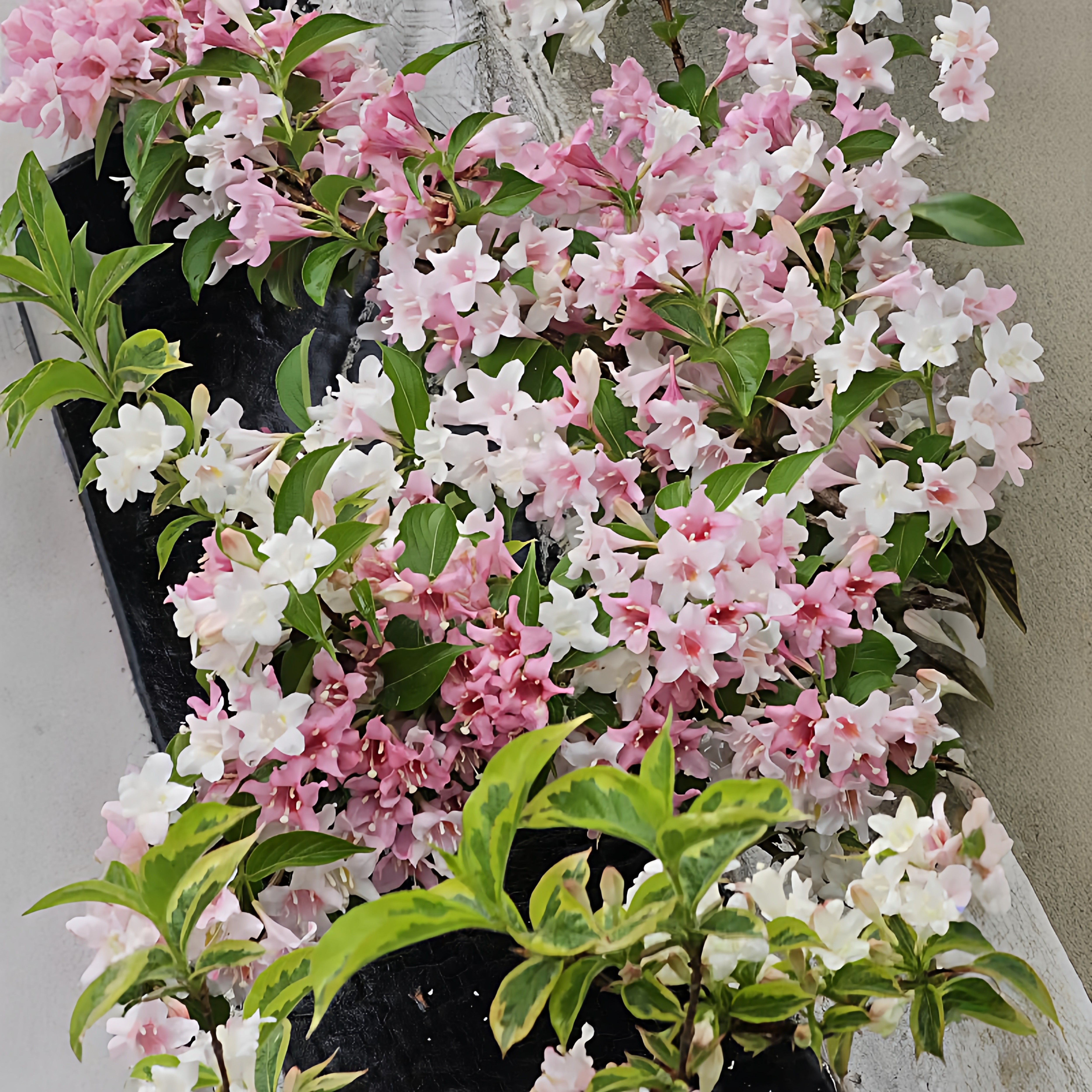 花叶锦带大苗盆栽花园阳台地栽耐寒花灌木花镜造景搭配花卉绿植物