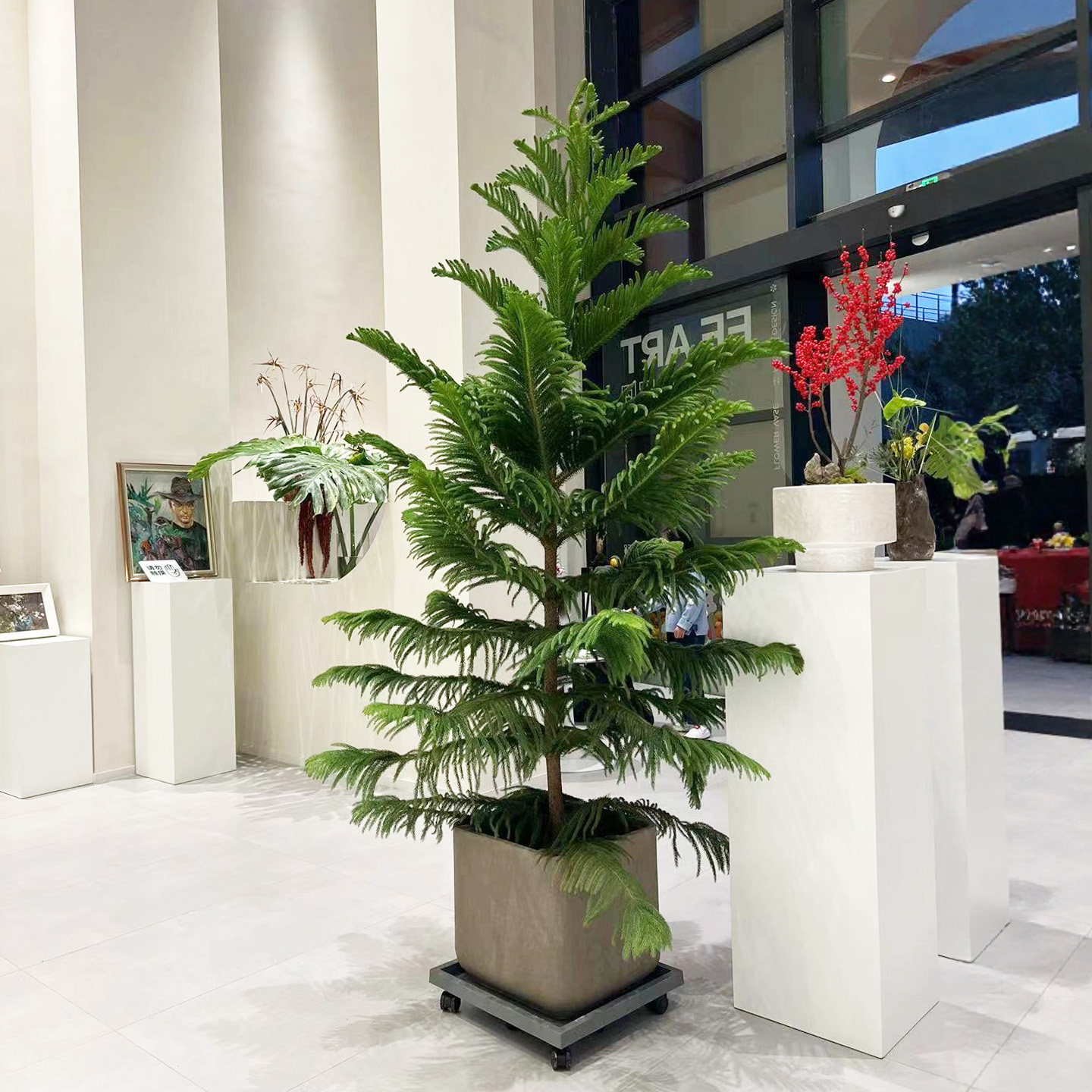 南洋杉树苗盆栽室内落地观叶植物庭院阳台北欧ins圣诞树氛围绿植,鲜花速递/花卉仿真/绿植园艺,大型绿植/成品组合盆栽,淘宝优惠券,粉丝福利购,淘宝优惠卷