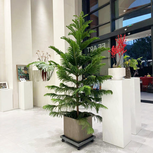 北欧ins风南洋杉树苗盆栽圣诞树