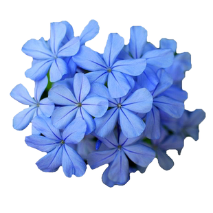 蓝雪花盆栽大苗多季开庭院阳台窗台爬藤可垂吊花卉绿植物耐热多花