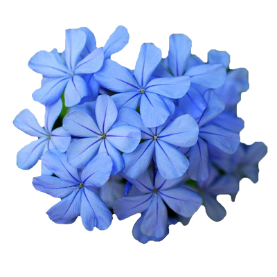 蓝雪花盆栽大苗多季开耐热多花