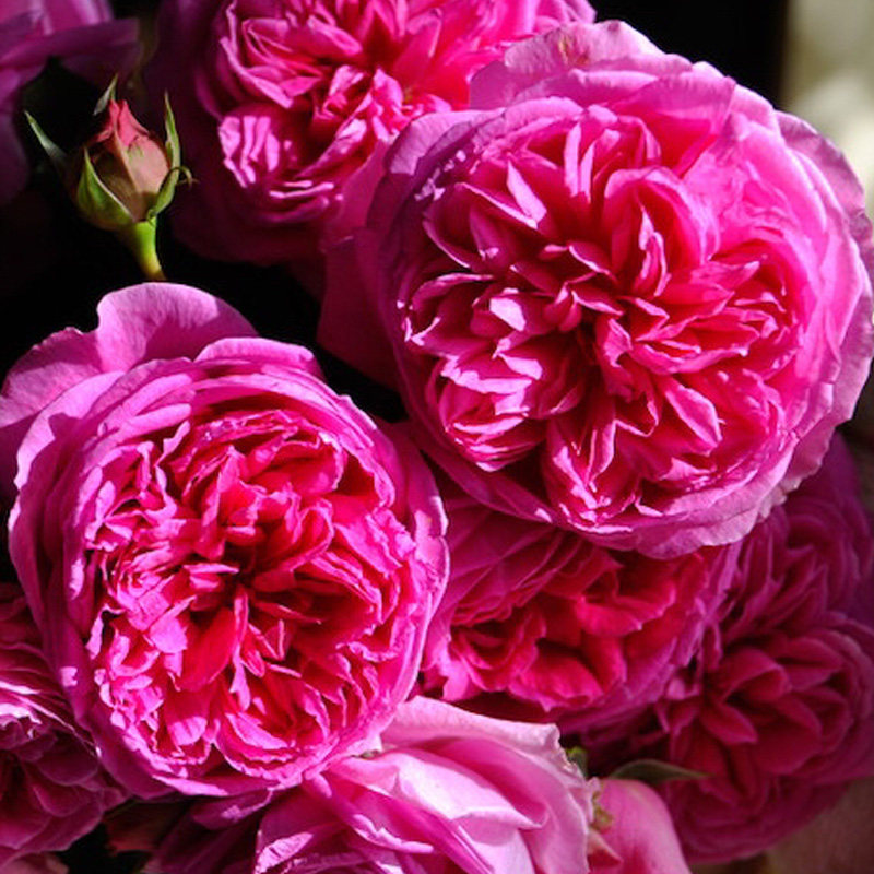 女人香气月季花大苗盆栽大花四季玫瑰花苗阳台庭院浓香花卉绿植物