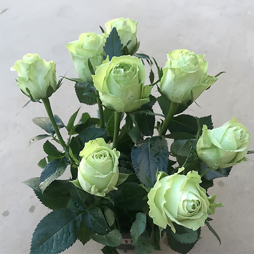 绿星月季花花朵绿色好看好养活