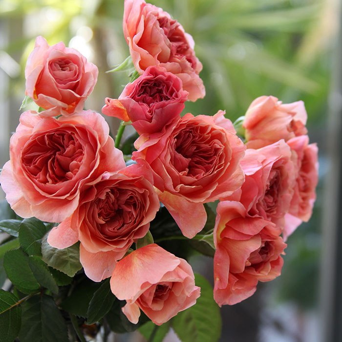 香织装饰月季花大苗灌木四季特大花浓香适合阳台庭院植物抗病性好