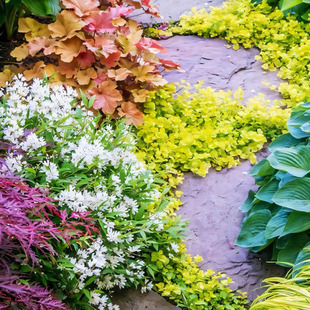 金叶过路黄盆栽黄金串花园地被垂吊植物匍匐观叶耐寒耐热花境搭配