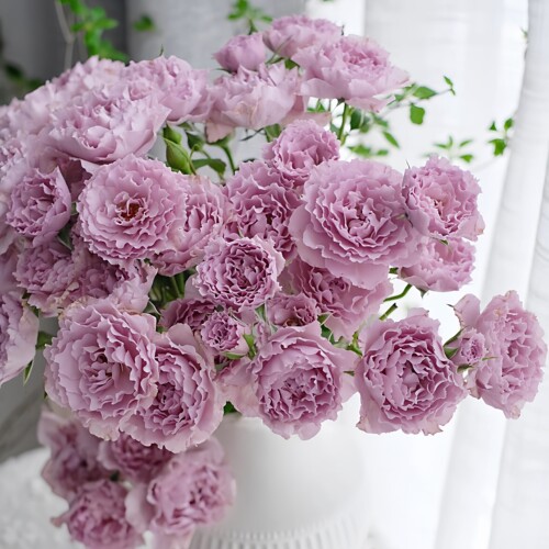 蜻蜓月季花大苗盆栽浓香多头四季