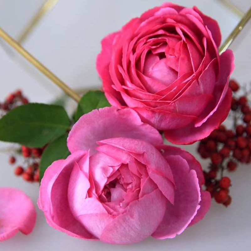 伊芙日出月季花大苗盆栽大花型浓香四季阳台玫瑰苗庭院花卉绿植物