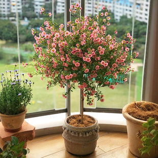 小木槿棒棒糖花卉盆栽庭院阳台多季勤花耐寒耐热多季开花树绿植物