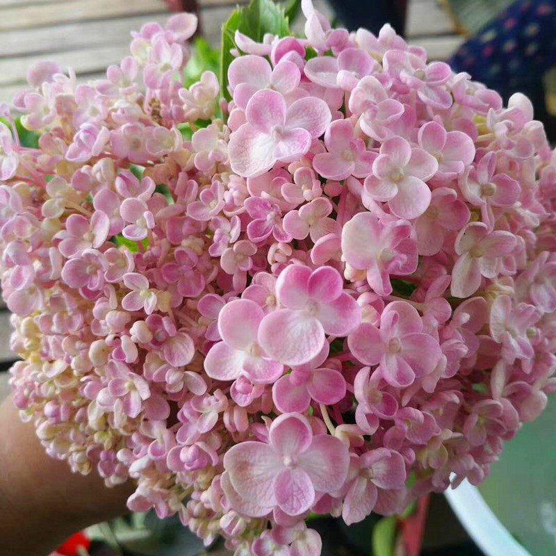 爱莎大花绣球大苗盆栽八仙绣球花庭院阳台四季花卉植物花球大易开