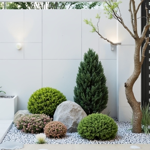 金姬小蜡银姬小蜡球型塔型彩叶灌木花园阳台庭院花镜耐寒耐热植物