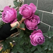 紫魂香水月季 苗紫色冰激凌四季 大花浓香阳台庭院植物盆栽植株强健