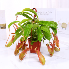 насекомоядное растение 食虫植物猪笼草盆栽阳台桌面室内新奇特绿植花卉捕虫草食虫草吊兰
