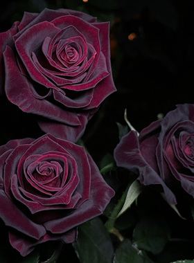 黑巴克玫瑰月季花大苗盆栽四季阳台庭院花卉丝绒质感强暗红色植物