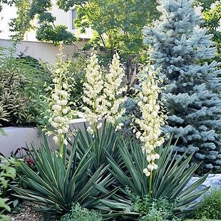 金边凤尾兰盆栽象牙丝兰庭院阳台耐寒花卉四季常绿花镜绿植物搭配