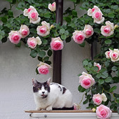 爬藤蔷薇花苗粉色龙沙宝石藤本月季 大花浓香四季 庭院爬墙植物粉龙