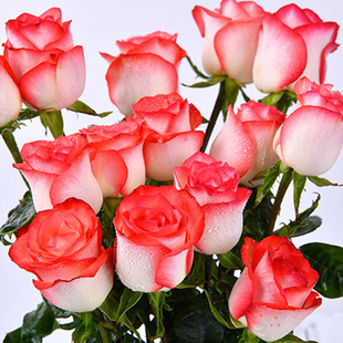 切花胭脂扣覆色玫瑰花大苗盆栽老桩阳台庭院特大花浓香多季开 花