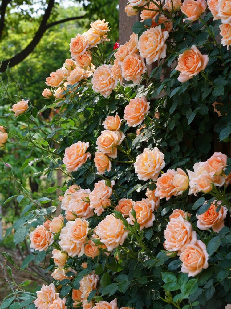 甜梦藤本月季花大苗四季橙黄色小花阳台露台爬藤花卉植物庭院蔷薇