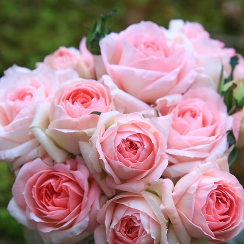 白桃妖精微型月季花苗阳台盆栽浓香观花绿植四季花卉粉色玫瑰花苗