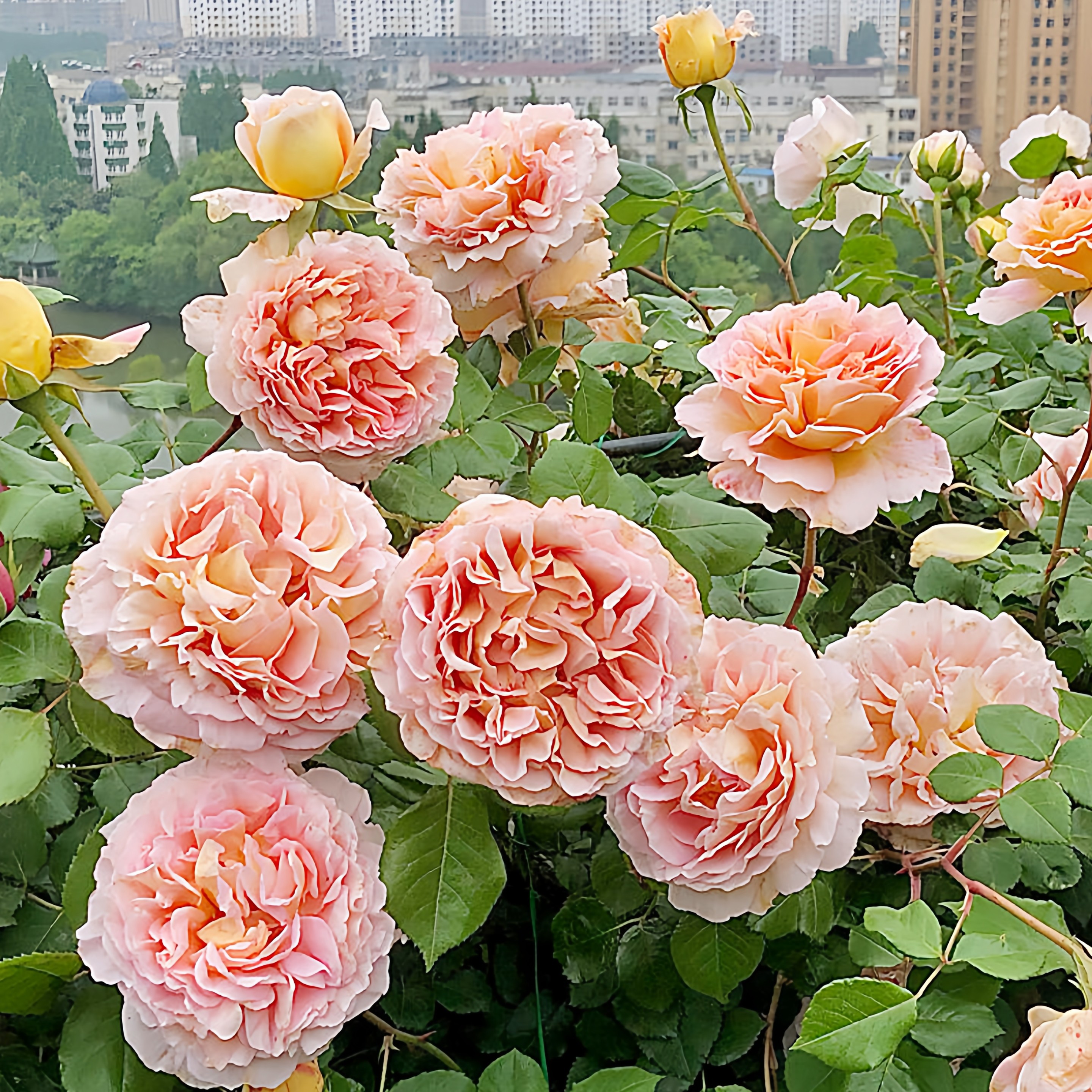 亚伯拉罕奥斯汀藤本月季花大苗特大花浓香阳台庭院爬藤花卉绿植物,鲜花速递/花卉仿真/绿植园艺,月季/蔷薇/玫瑰,淘宝优惠券,粉丝福利购,淘宝优惠卷