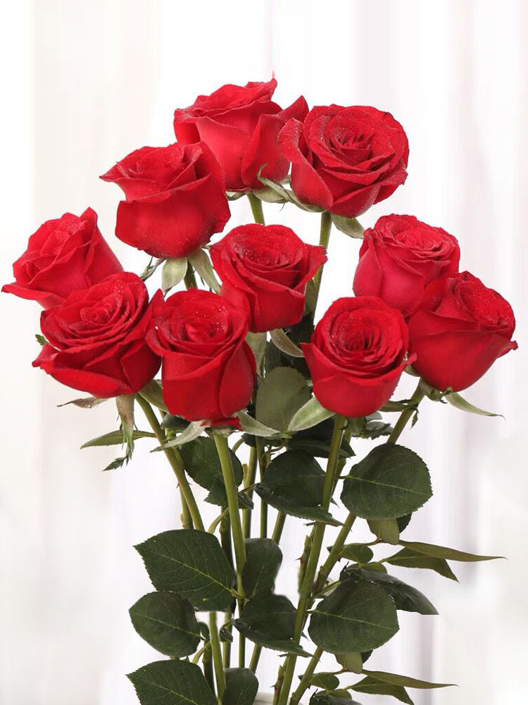 大红色玫瑰花苗盆栽老桩卡罗拉阳台庭院大花浓香月季勤开花卉带花