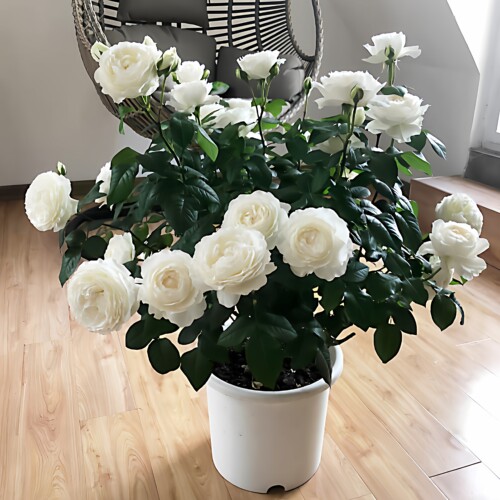 月亮王阳台月季花园庭院好养花卉