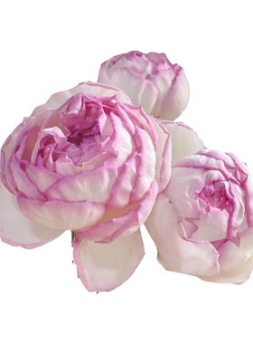 伊芙系列月季花大苗大花浓香四季