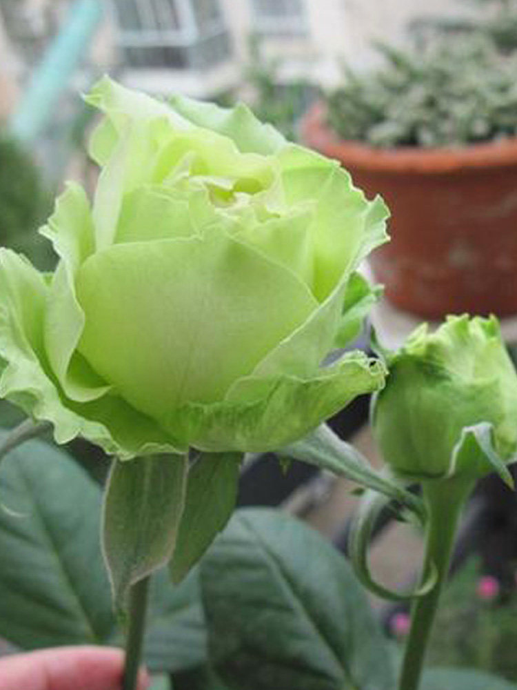 绿星大花月季大苗绿色花朵四季植物阳台别墅花卉玫瑰盆栽直立性好