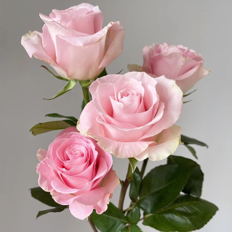粉色玫瑰花苗盆栽粉荔枝特大花浓香阳台庭院四季花卉植物室内花苗