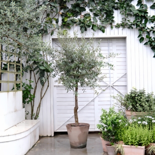 西班牙油橄榄树果苗盆栽棒棒糖阳台庭院花镜搭配耐寒耐热长青植物