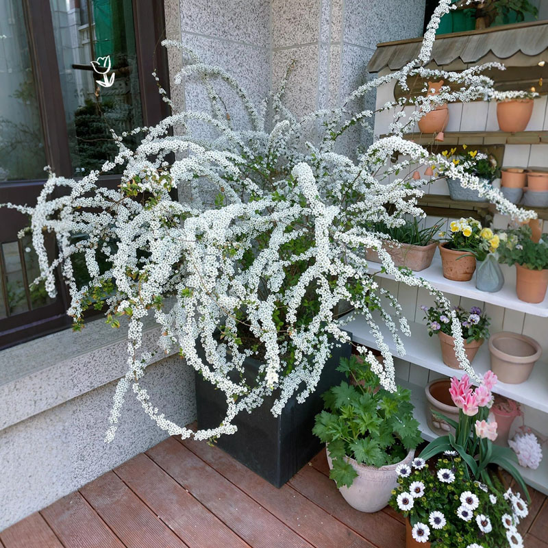 重瓣喷雪花苗盆栽开花机器好养活