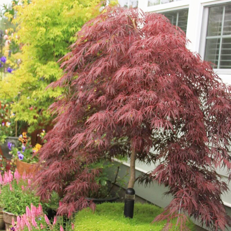 羽毛枫树苗盆栽观叶花卉阳台庭院植物别墅风景树耐寒红枫树盆景