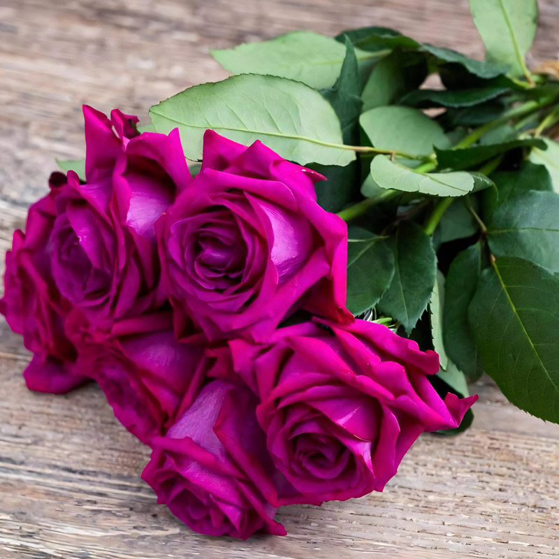 美人丽芙月季花大苗盆栽多季开大花浓香庭院露台植物玫瑰花卉耐晒,鲜花速递/花卉仿真/绿植园艺,月季/蔷薇/玫瑰,淘宝优惠券,粉丝福利购,淘宝优惠卷