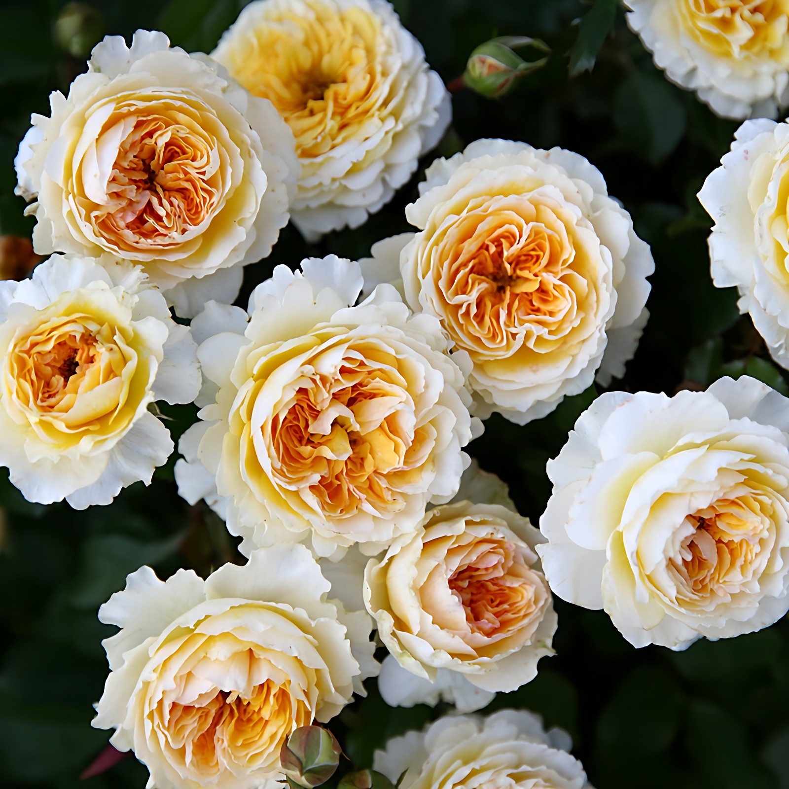 碧翠丝月季花大苗奥斯汀浓香玫瑰盆栽阳台花园多季开花卉大花耐晒,鲜花速递/花卉仿真/绿植园艺,月季/蔷薇/玫瑰,淘宝优惠券,粉丝福利购,淘宝优惠卷